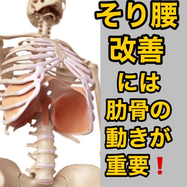 反り腰や腰痛改善には肋骨の動きが重要です🤔

腰が反る＝肋骨は開いてる状態です。
その場合、腹筋は伸び切って腹圧が入らず、腰には圧迫ストレスがかかり腰の痛みへと繋がります。

反り腰を改善するには
まずは呼吸！
息を吐けないといけません。
息をしっかり吐く事で肋骨を下げ腹圧を一定に保つことが大切。

それが出来てから、背中を丸めるエクササイズを取り入れます。

これらの呼吸と背中を丸める事が反り腰改善、腰痛改善の第一歩になります。

しかし、背中を丸めるにしても、腹筋の筋感覚.骨盤帯の動きなど感覚的入力が難しいです。

当院では、マシンピラティスを用いて、腹筋の筋感覚、骨盤帯の動きを、色々な視点から取り入れていきます。
マシンピラティスを用いる事で感覚が入りやすく改善は早いです。

反り腰や慢性的な腰痛にはマシンピラティスは非常に素晴らしいツールになります🫡

パーソナルピラティスオススメです🧘🏻‍♀️
当院のパーソナルピラティスはピラティスをぜひ体験してもらいたく、おそらく、近隣のジムのパーソナルトレーニングよりも破格の値段設定になってます🤔
ご興味のある方はお問い合わせください😊

#マシンピラティス
#ピラティスチェア
#パーソナルピラティス
#反り腰改善
#腰痛改善
#呼吸エクササイズ
#姿勢改善
#ピラティスのできる接骨院
#小山市ピラティス
#小山スポーツ接骨院
#腰痛改善にはピラティス
#ピラティスがある生活
